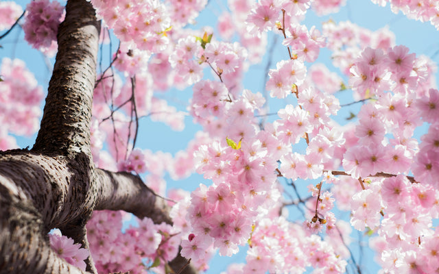 Spring, Hydration, Allergies and Electrolytes